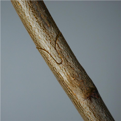 Nůžky roubovací 210mm, sada příslušenství GEKO