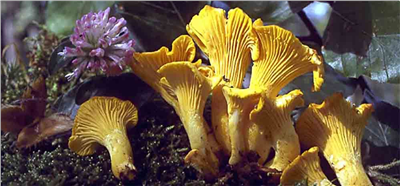 Liška obecná ( Cantharellus cibarius ) mykorhyzní mycelium