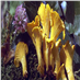 Liška obecná ( Cantharellus cibarius ) mykorhyzní mycelium