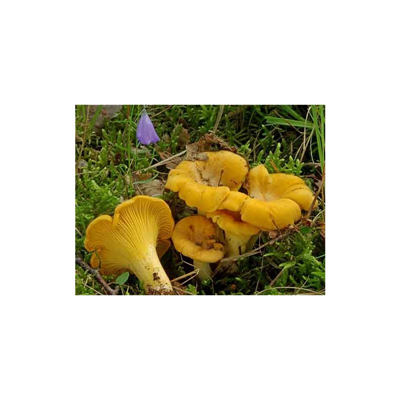 Liška obecná ( Cantharellus cibarius ) mykorhyzní mycelium