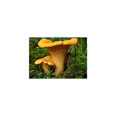 Liška obecná ( Cantharellus cibarius ) mykorhyzní mycelium