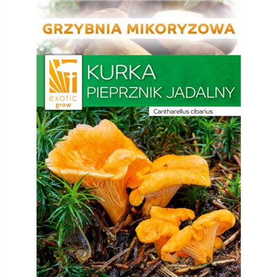 Liška obecná ( Cantharellus cibarius ) mykorhyzní mycelium