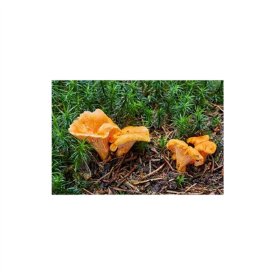 Liška obecná ( Cantharellus cibarius ) mykorhyzní mycelium