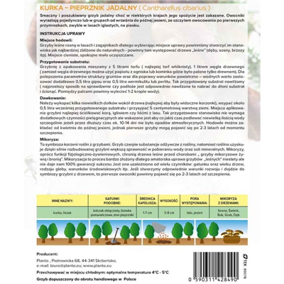 Liška obecná ( Cantharellus cibarius ) mykorhyzní mycelium