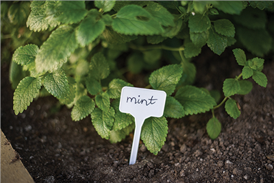 Jmenovka, označník popisovací 10ks, 15x5,5cm