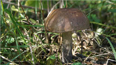 Kozák březový ( Leccinum scabrum ) mykorhyzní mycelium