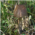 Kozák březový ( Leccinum scabrum ) mykorhyzní mycelium