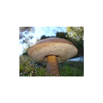 Kozák březový ( Leccinum scabrum ) mykorhyzní mycelium