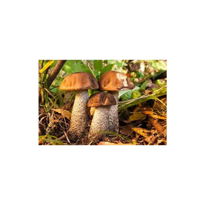 Kozák březový ( Leccinum scabrum ) mykorhyzní mycelium
