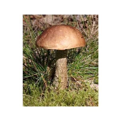 Kozák březový ( Leccinum scabrum ) mykorhyzní mycelium