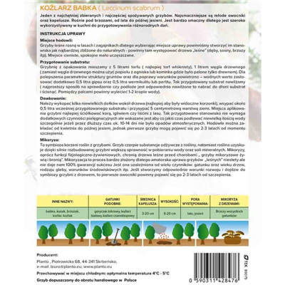 Kozák březový ( Leccinum scabrum ) mykorhyzní mycelium