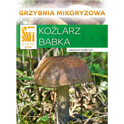Kozák březový ( Leccinum scabrum ) mykorhyzní mycelium