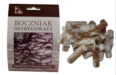 Hlíva ústřičná 20ks - podhoubí na kolících (Pleurotus ostreatus)