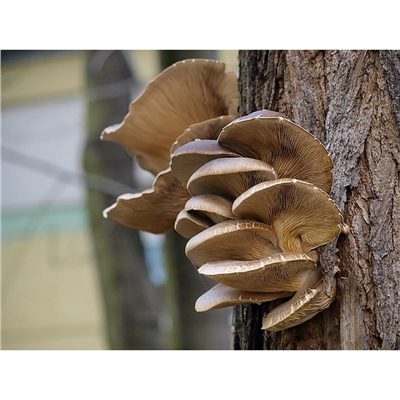 Hlíva ústřičná 20ks - podhoubí na kolících (Pleurotus ostreatus)