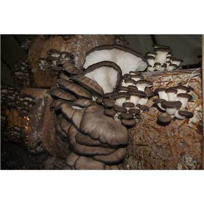 Hlíva ústřičná 20ks - podhoubí na kolících (Pleurotus ostreatus)
